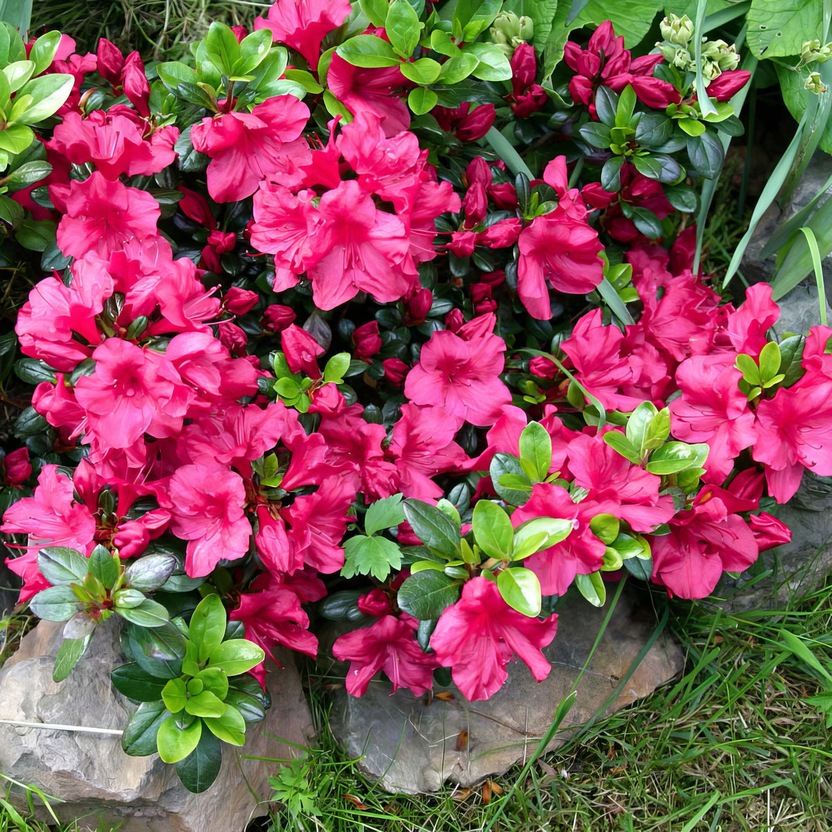 Azalea 'Red Ruffles' - 1 Gallon Pot