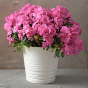 Azalea 'Rosebud' - 1 Gallon Pot