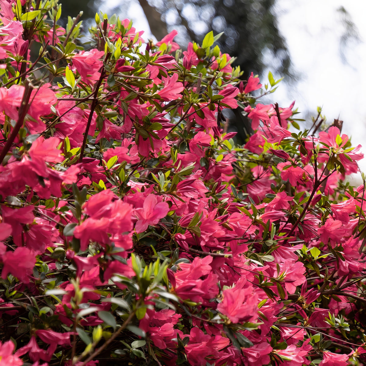 Azalea 'Hino Crimson' - 1 Gallon Pot