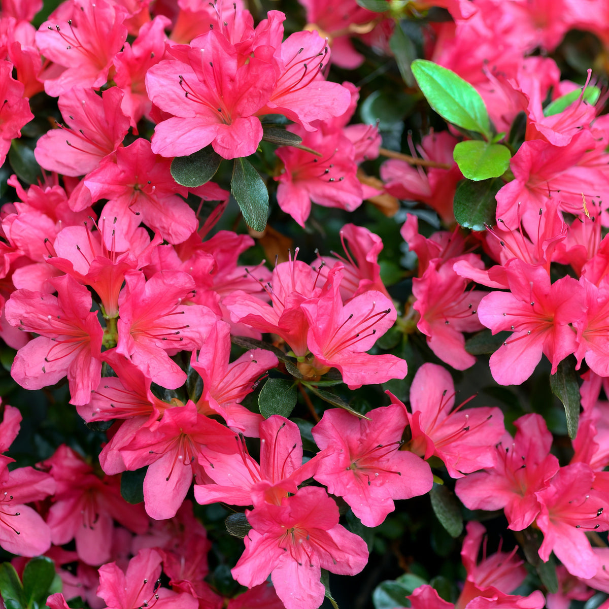 Azalea 'Girard's Rose' - 1 Gallon Pot
