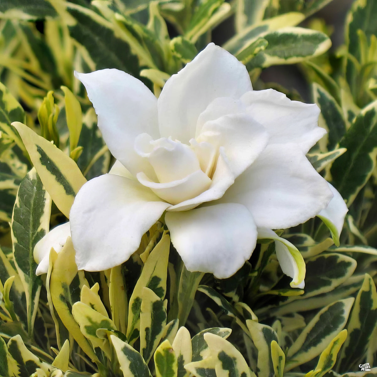 Gardenia 'Variegated Radicans' - 1 Gallon Pot