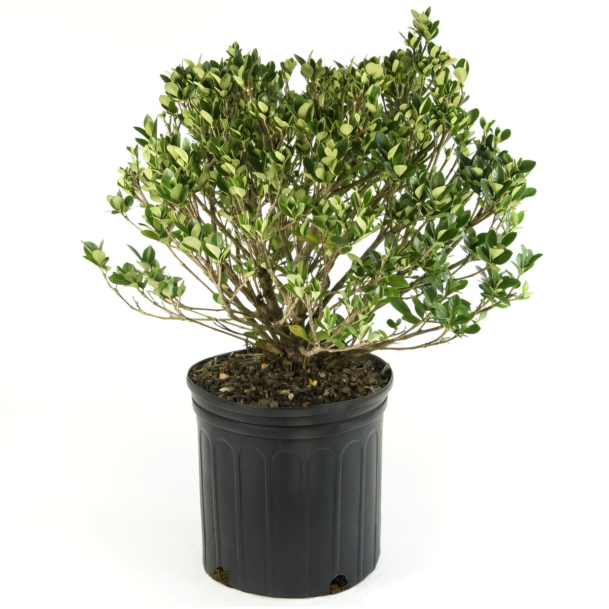 Gardenia 'Daisy' - 3 Gallon Pot