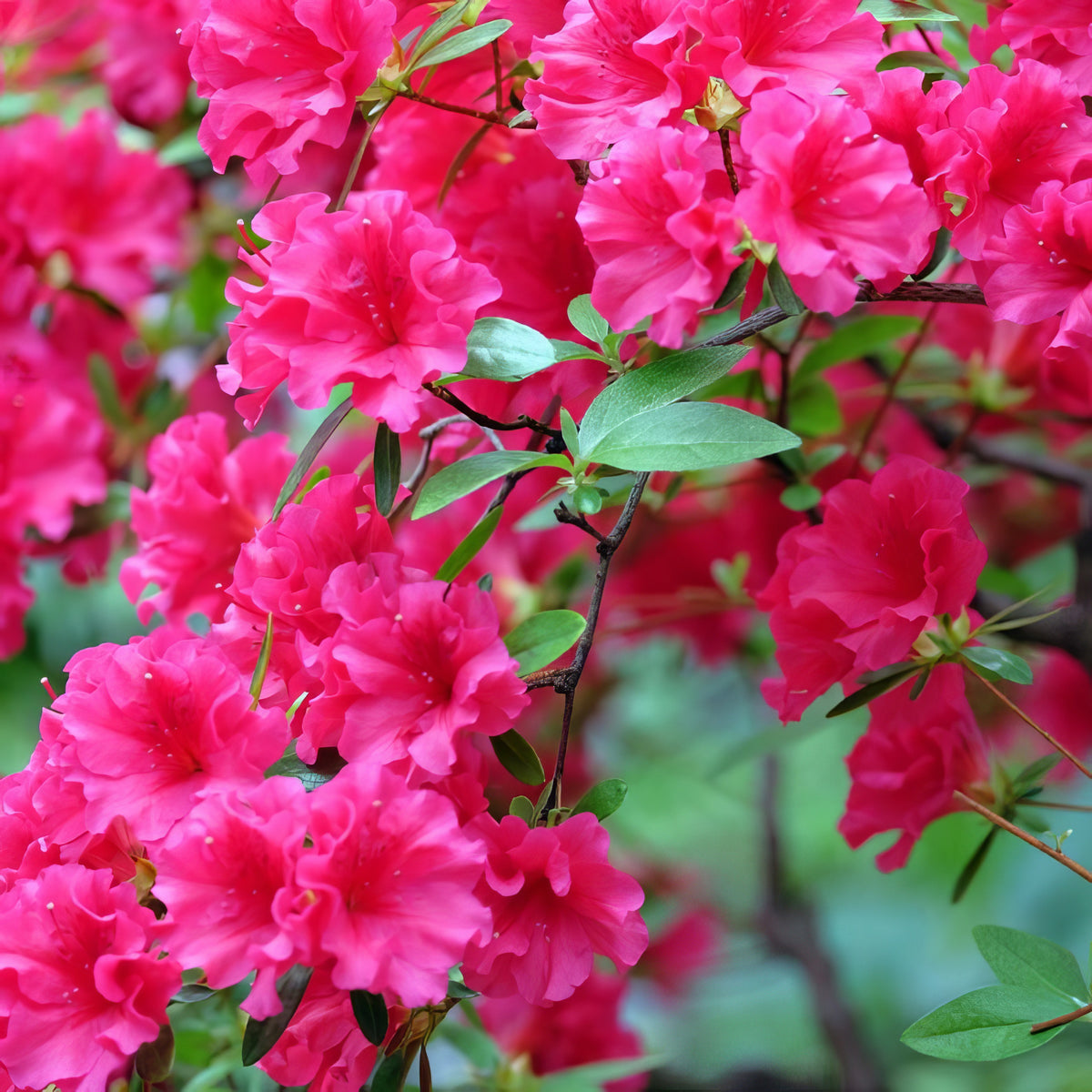 Azalea 'Red Ruffles' - 1 Gallon Pot