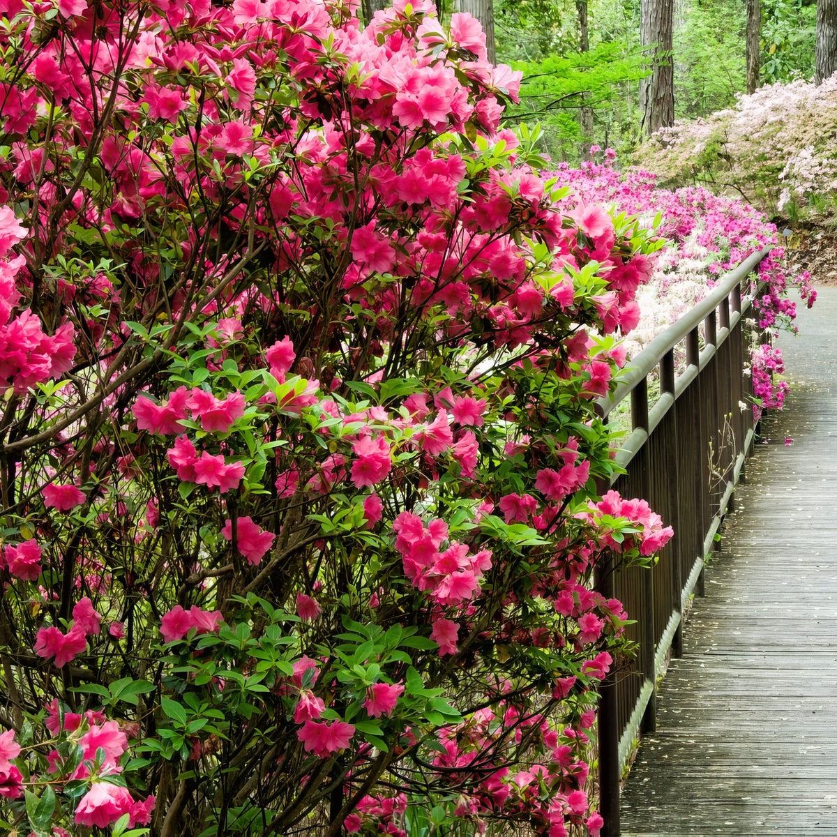 Azalea 'Girard's Rose' - 1 Gallon Pot