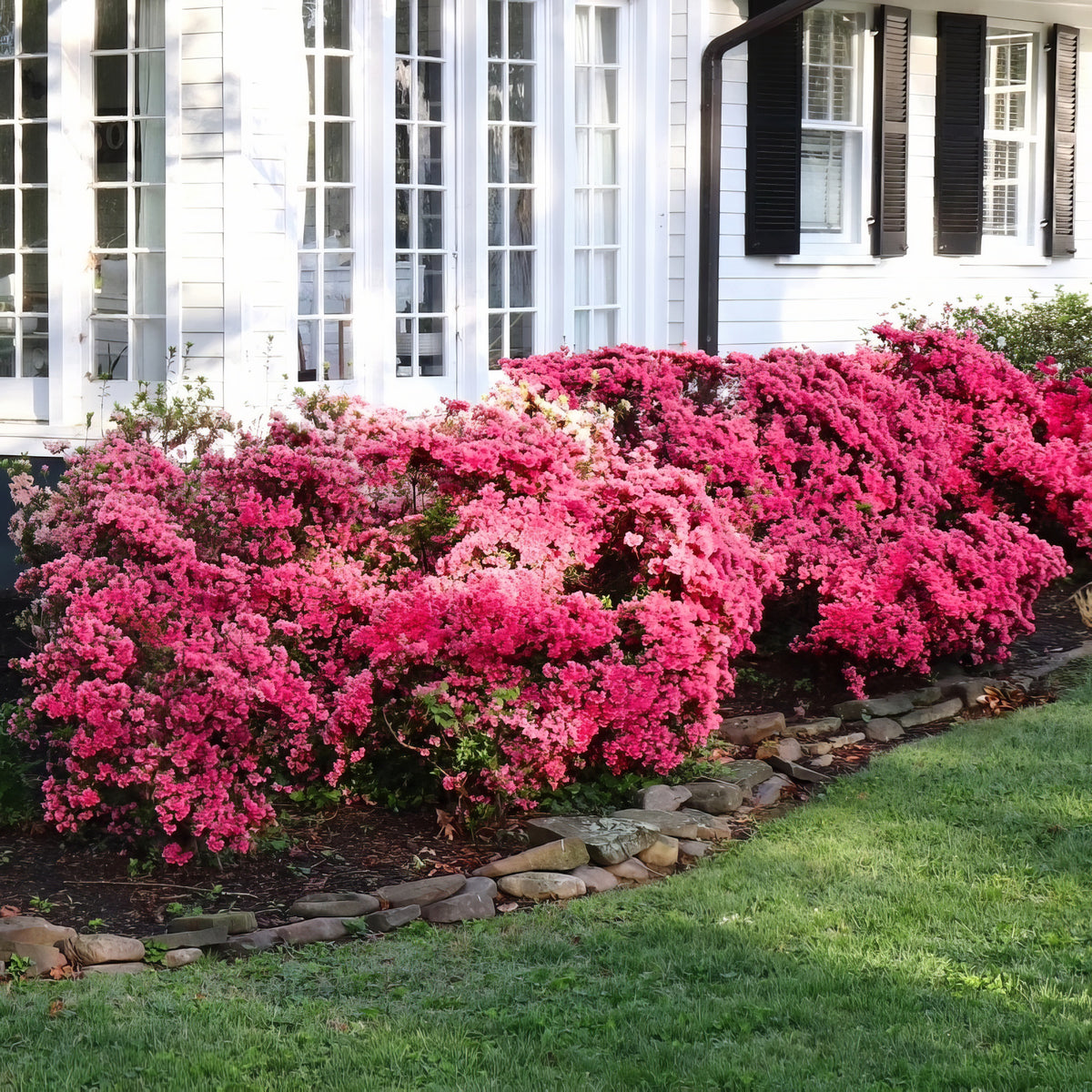 Azalea 'Girard's Rose' - 1 Gallon Pot