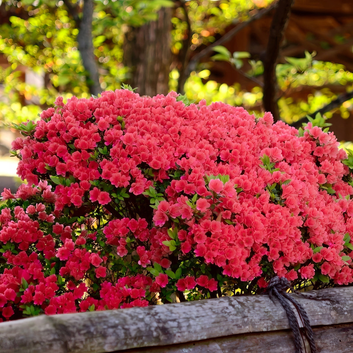 Rhododendron, Azalea 'Fashion' - 3 Gallon Pot