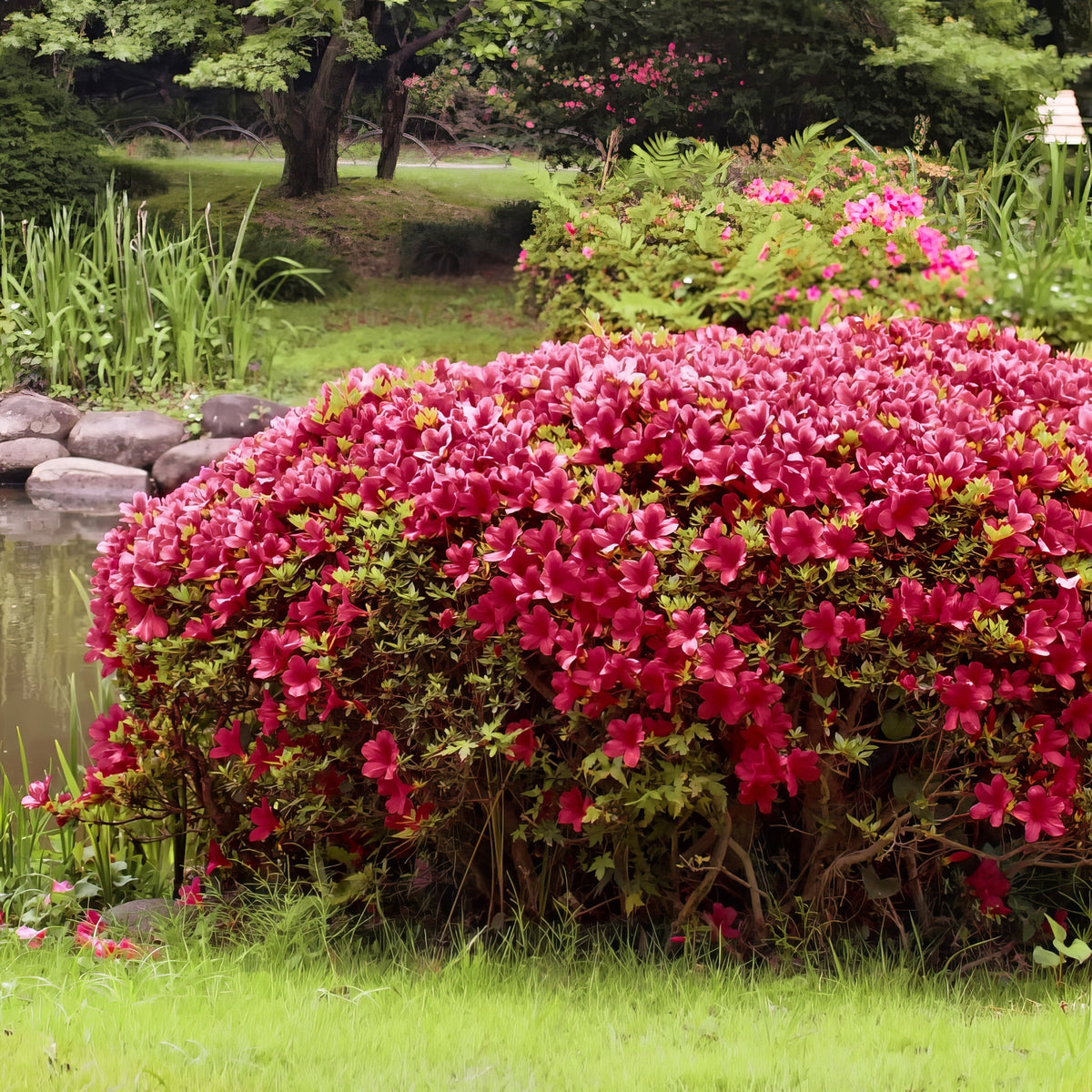 Azalea 'Johanna' - 1 Gallon Pot