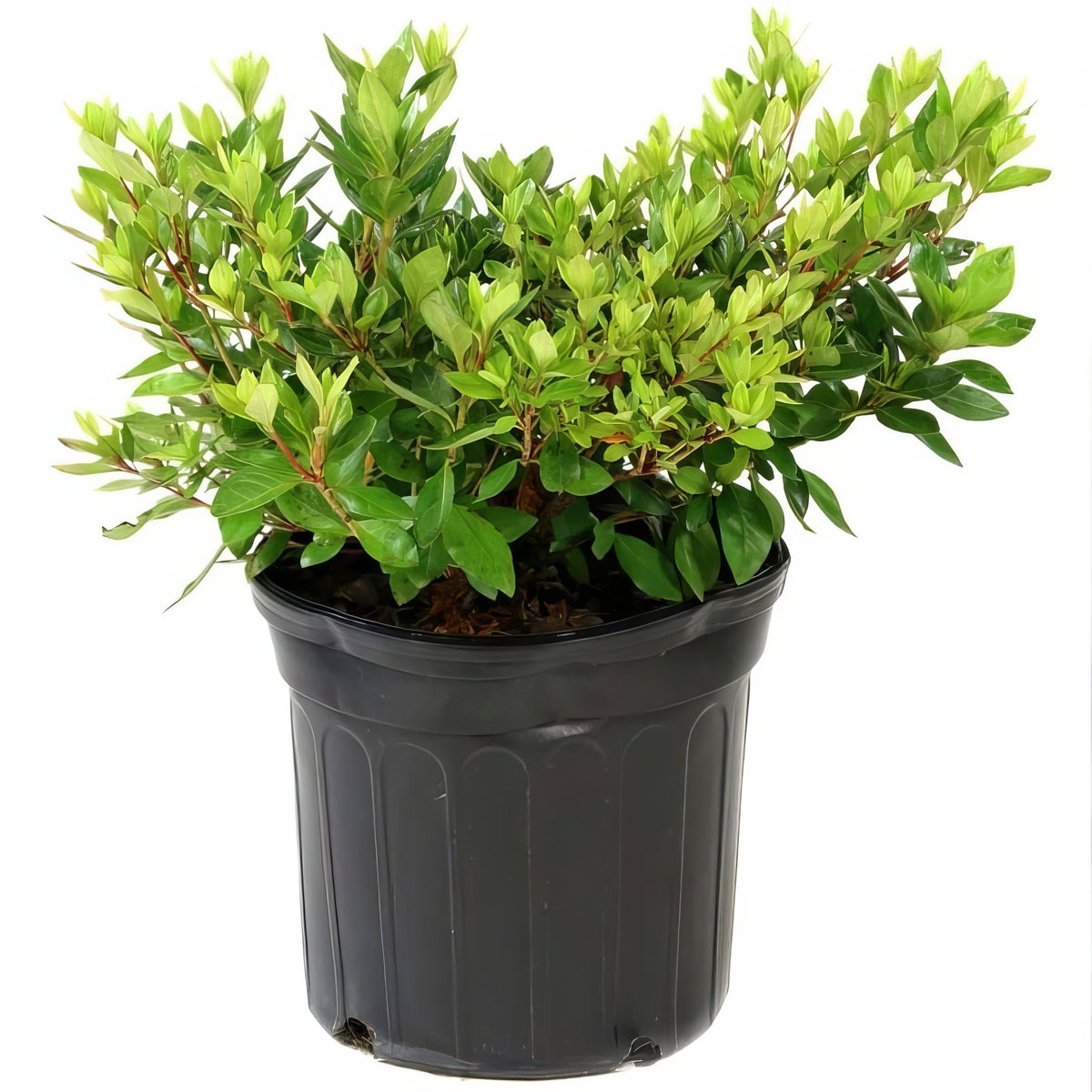Azalea 'Coral Bell' - 1 Gallon Pot