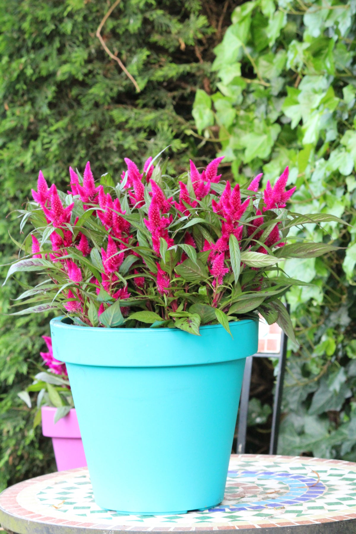 Patio Plant Club - Delivered Monthly, FREE Shipping!