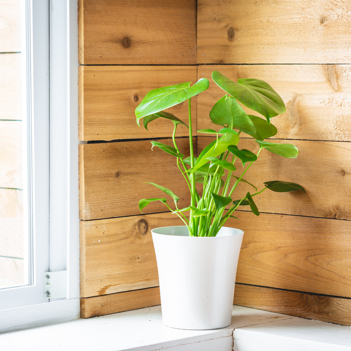 Deluxe Houseplant Club, Plant + Elevated Pot - Delivered Monthly, FREE Shipping!