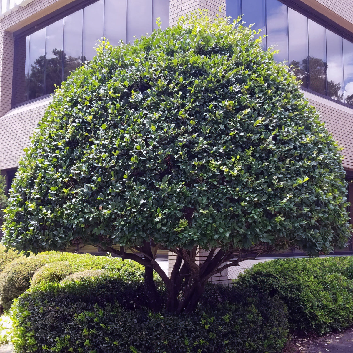 Ligustrum Curly Leaf, Evergreen Flowering Shrub - 1 Gallon Pot