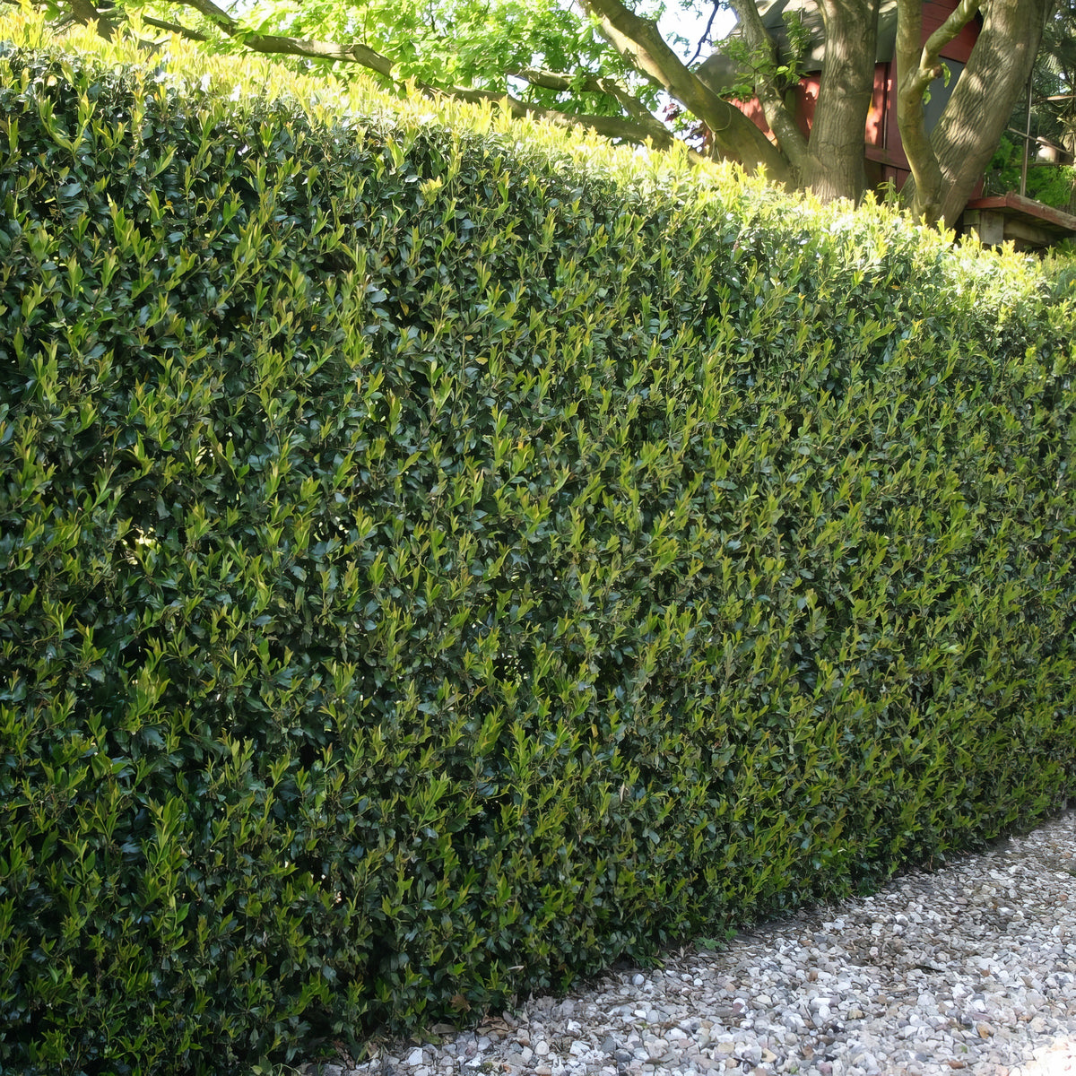 Ilex, Holly 'Compacta' - 3 Gallon Pot