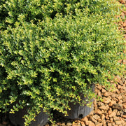 Ilex, Holly 'Compacta' - 4" Pot