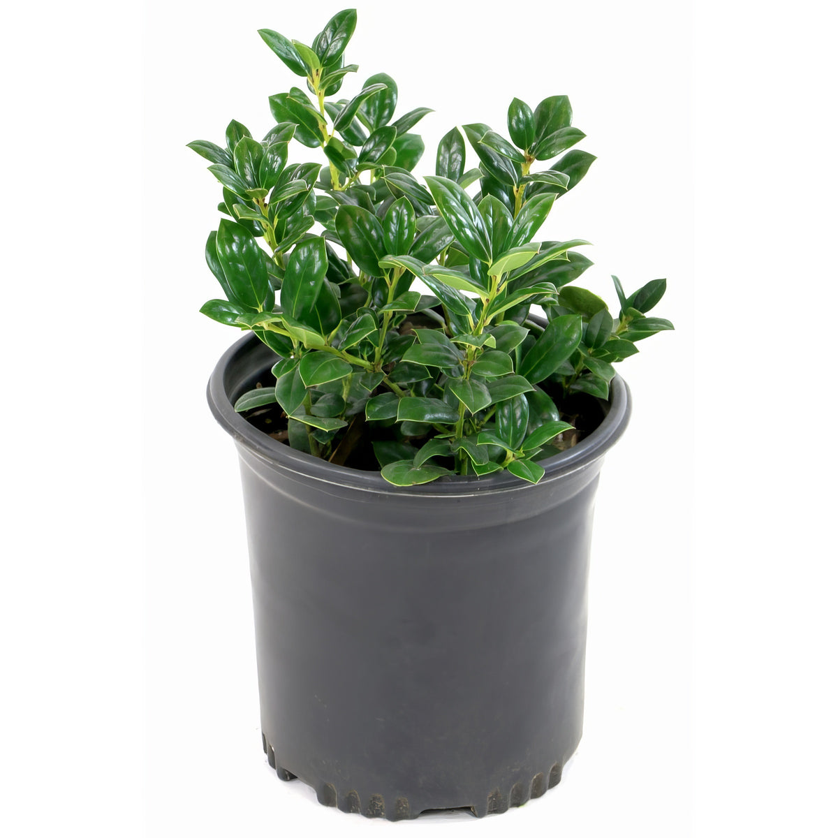 Ilex, Holly 'Dwarf Burford' - 1 Gallon Pot