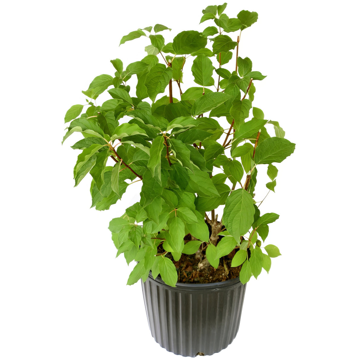 Hydrangea 'Phantom' SHRUB - 3 Gallon Pot