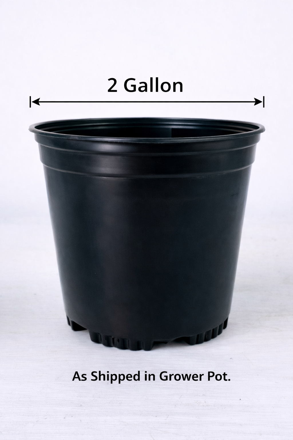 Vigna caracalla, Corkscrew Vine - 2 Gallon
