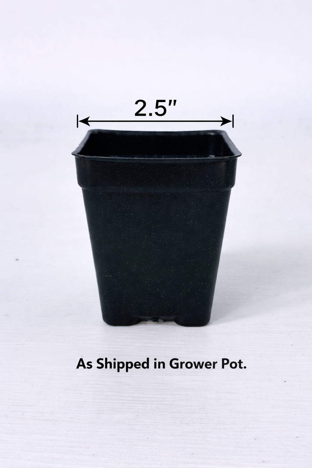 Rose Lavender Miniflora- 2.5" Pot