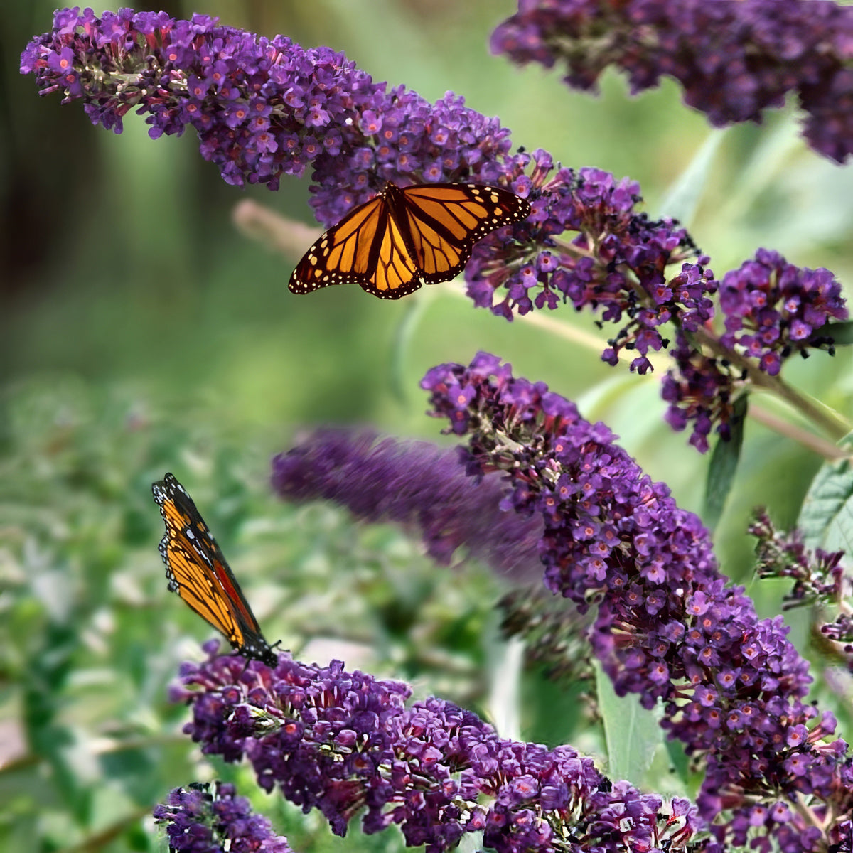 Buddleia 'Black Knight' Butterfly Bush - 1 Gallon Pot