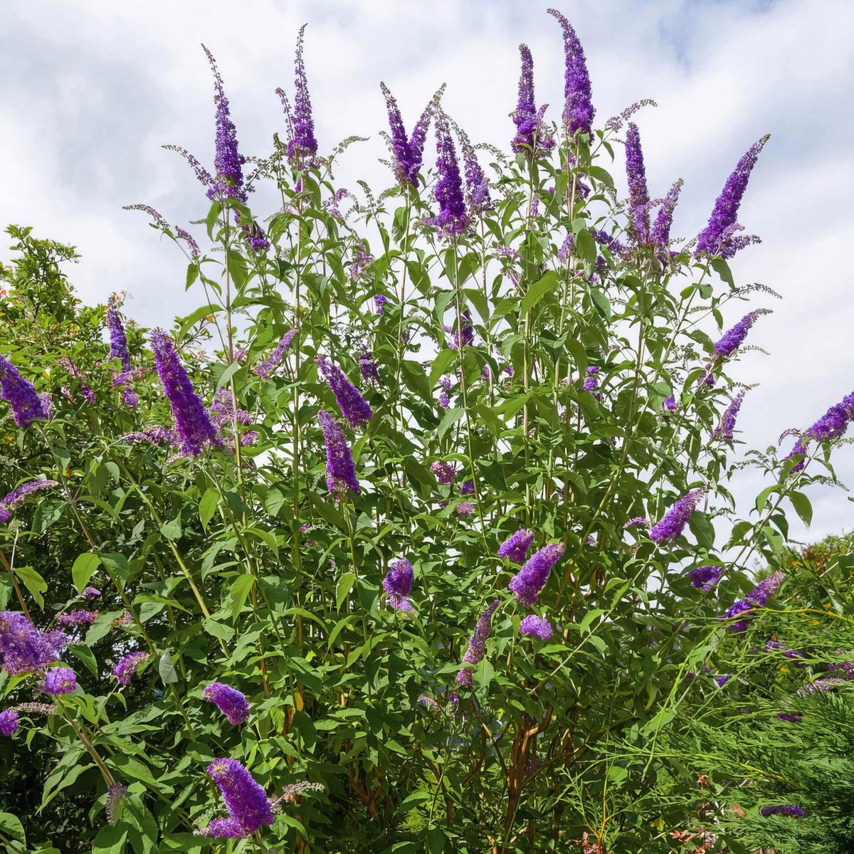 Buddleia 'Black Knight' Butterfly Bush - 3 Gallon Pot