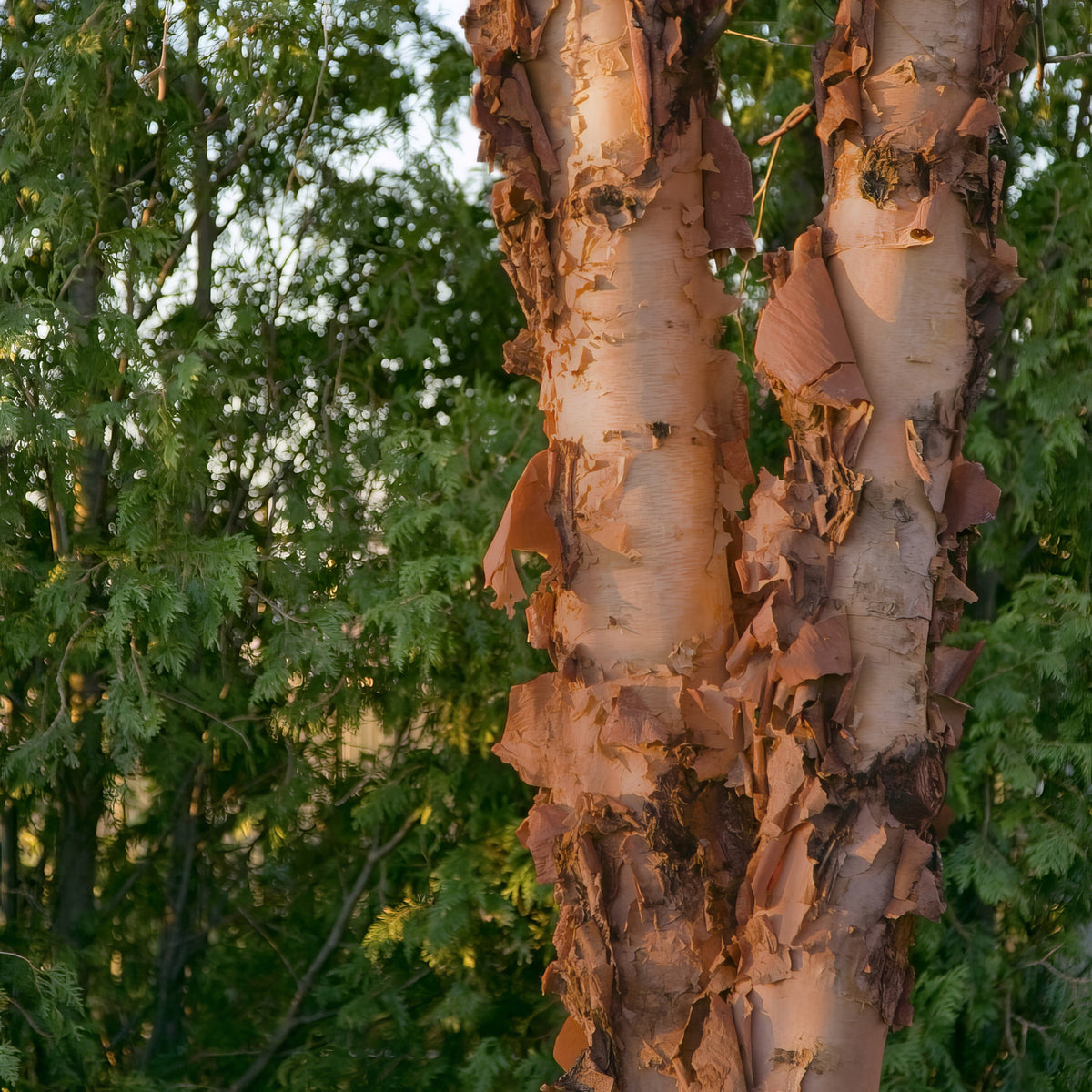 Betula, River Birch Tree - 3 Gallon Pot