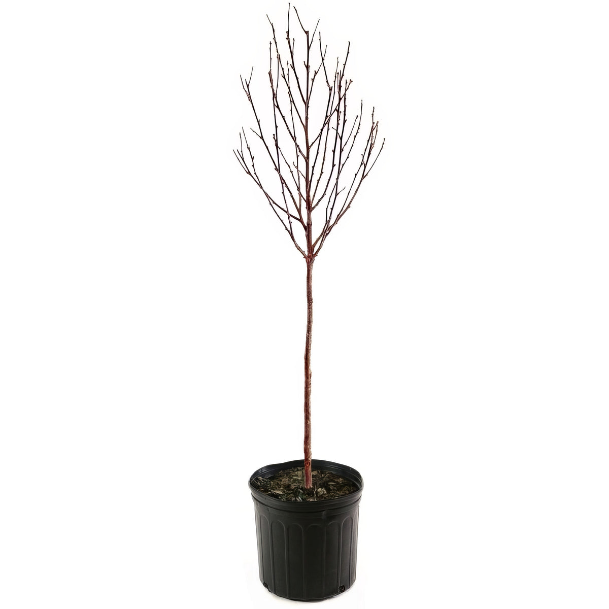 Betula, River Birch Tree - 3 Gallon Pot