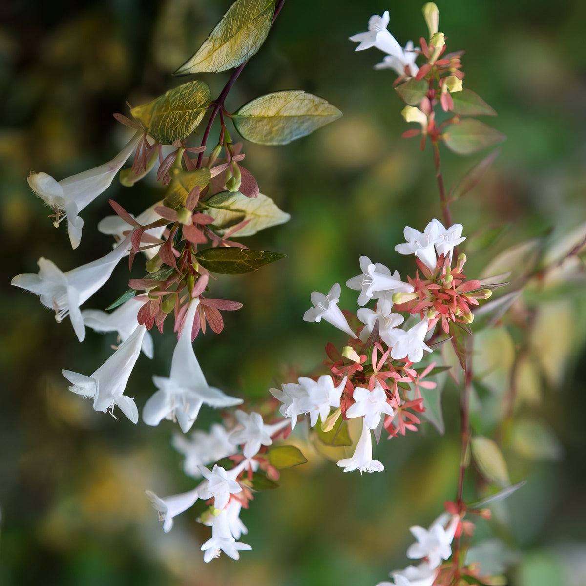 Abelia 'Francis Mason' - 3 Gallon Pot