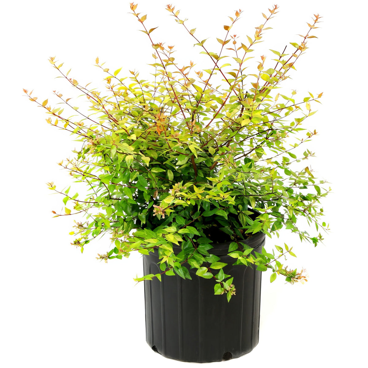 Abelia 'Francis Mason' - 3 Gallon Pot
