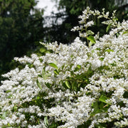 Ligustrum Curly Leaf, Evergreen Flowering Shrub - 1 Gallon Pot