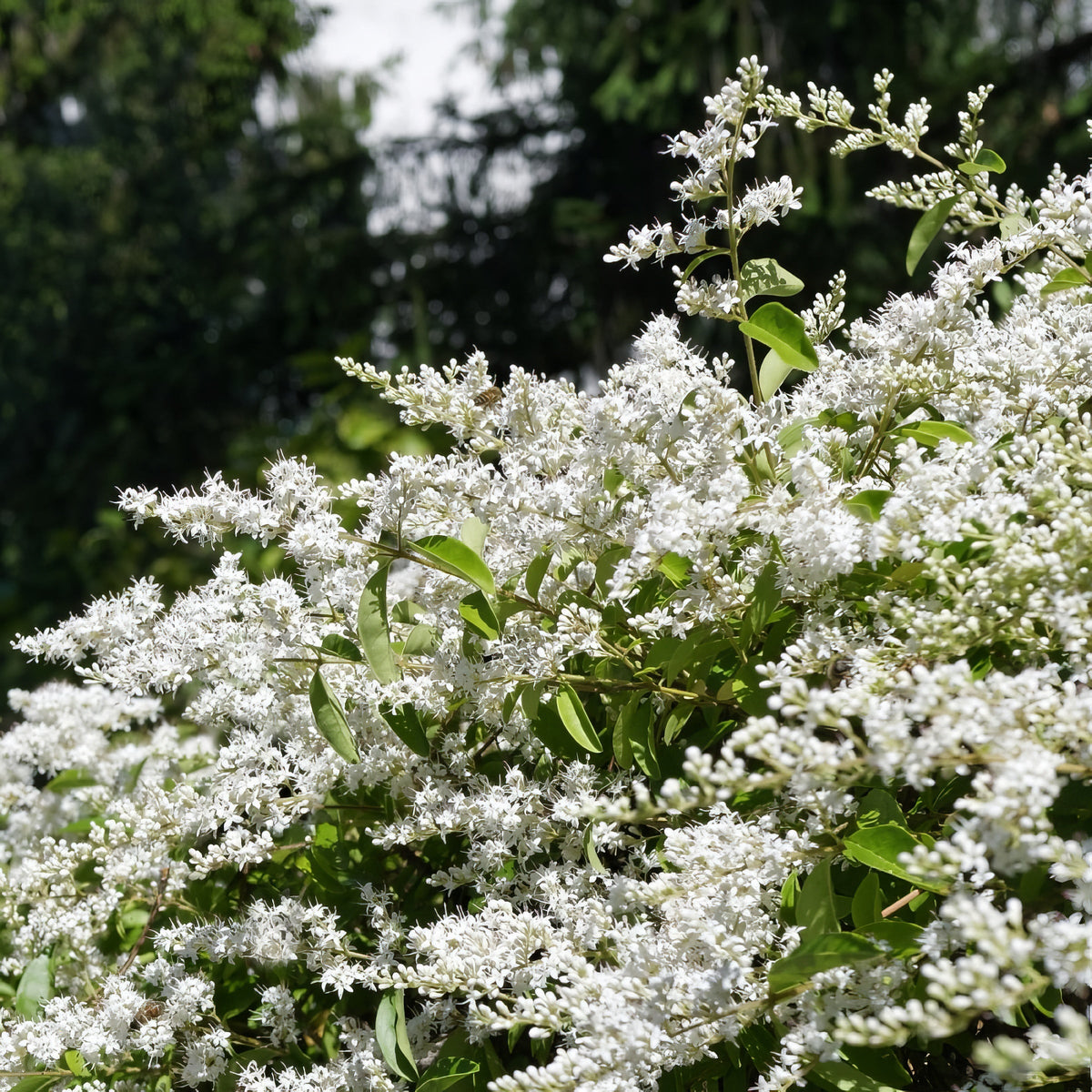 Ligustrum Curly Leaf, Evergreen Flowering Shrub - 1 Gallon Pot