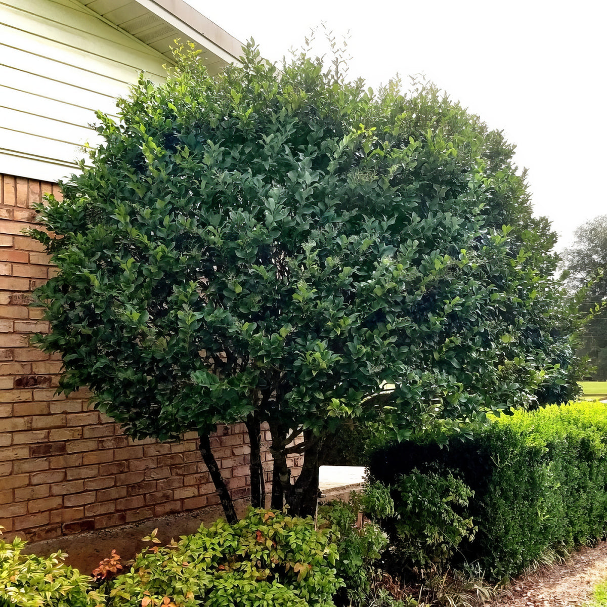 Ligustrum Curly Leaf, Evergreen Flowering Shrub - 1 Gallon Pot