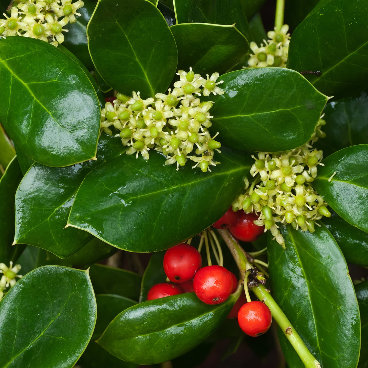 Ilex, Holly 'Dwarf Burford' - 3 Gallon Pot