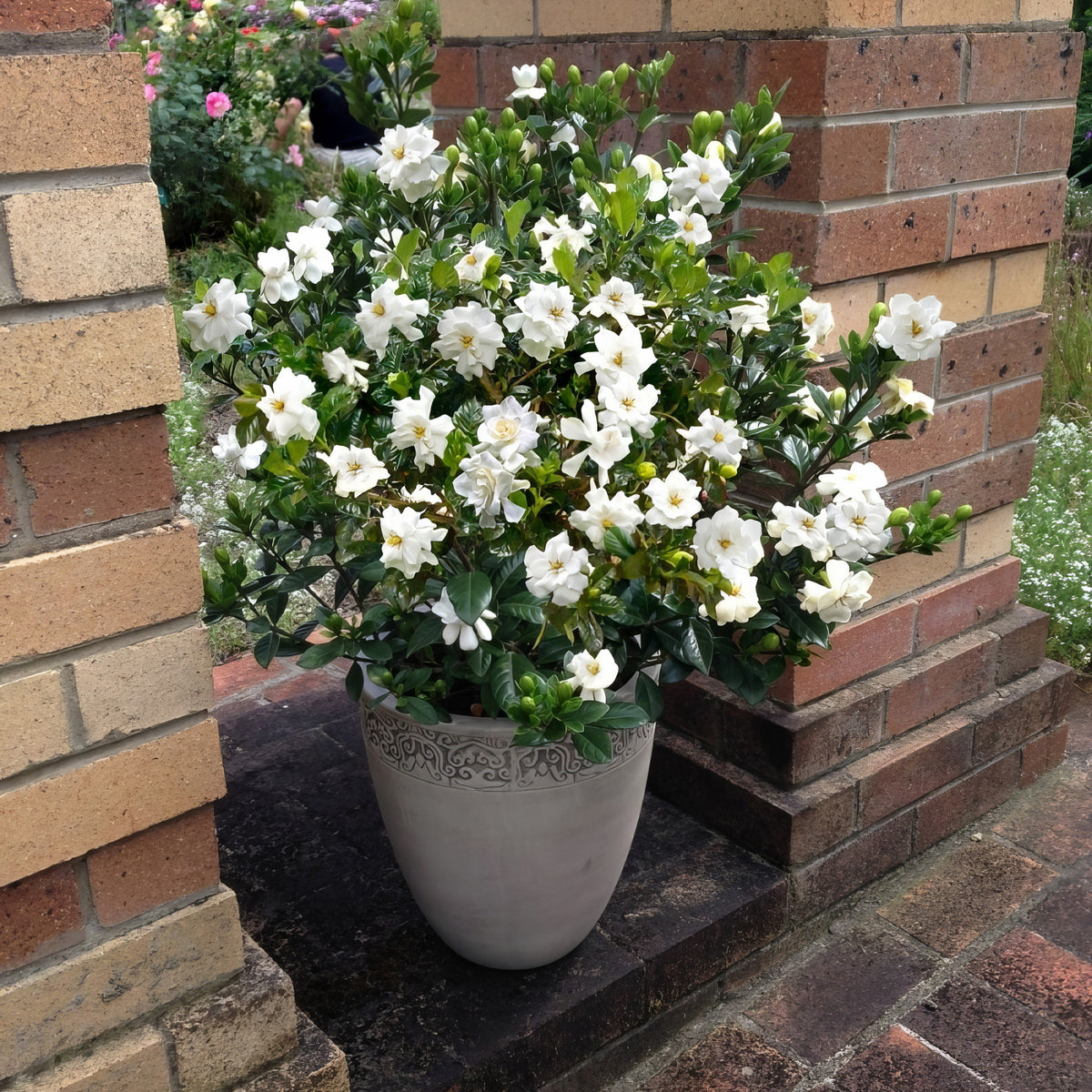 Gardenia 'Radicans' - 1 Gallon Pot