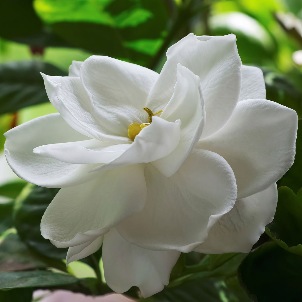 Gardenia 'Radicans' - 1 Gallon Pot
