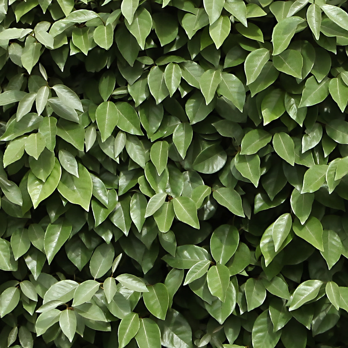 Ebbing's Silverberry - 1 Gallon Pot