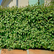Ebbing's Silverberry - 1 Gallon Pot