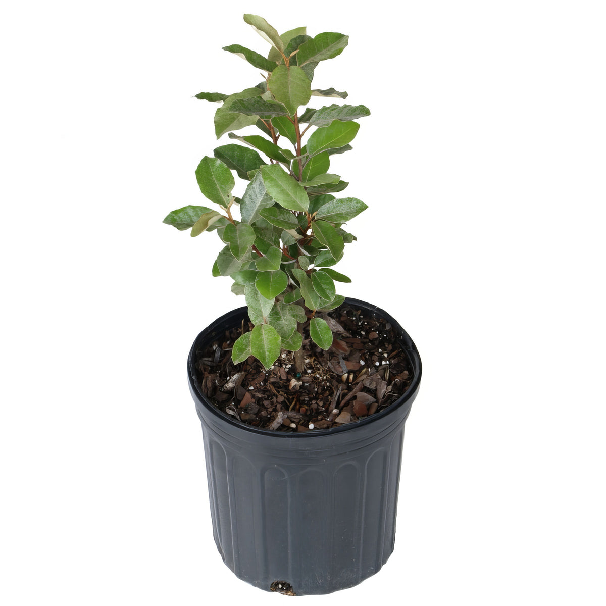 Ebbing's Silverberry - 1 Gallon Pot