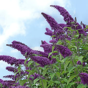 Buddleia 'Black Knight' Butterfly Bush - 3 Gallon Pot