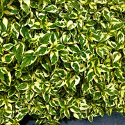 Abelia 'Hopley's' - 3 Gallon Pot