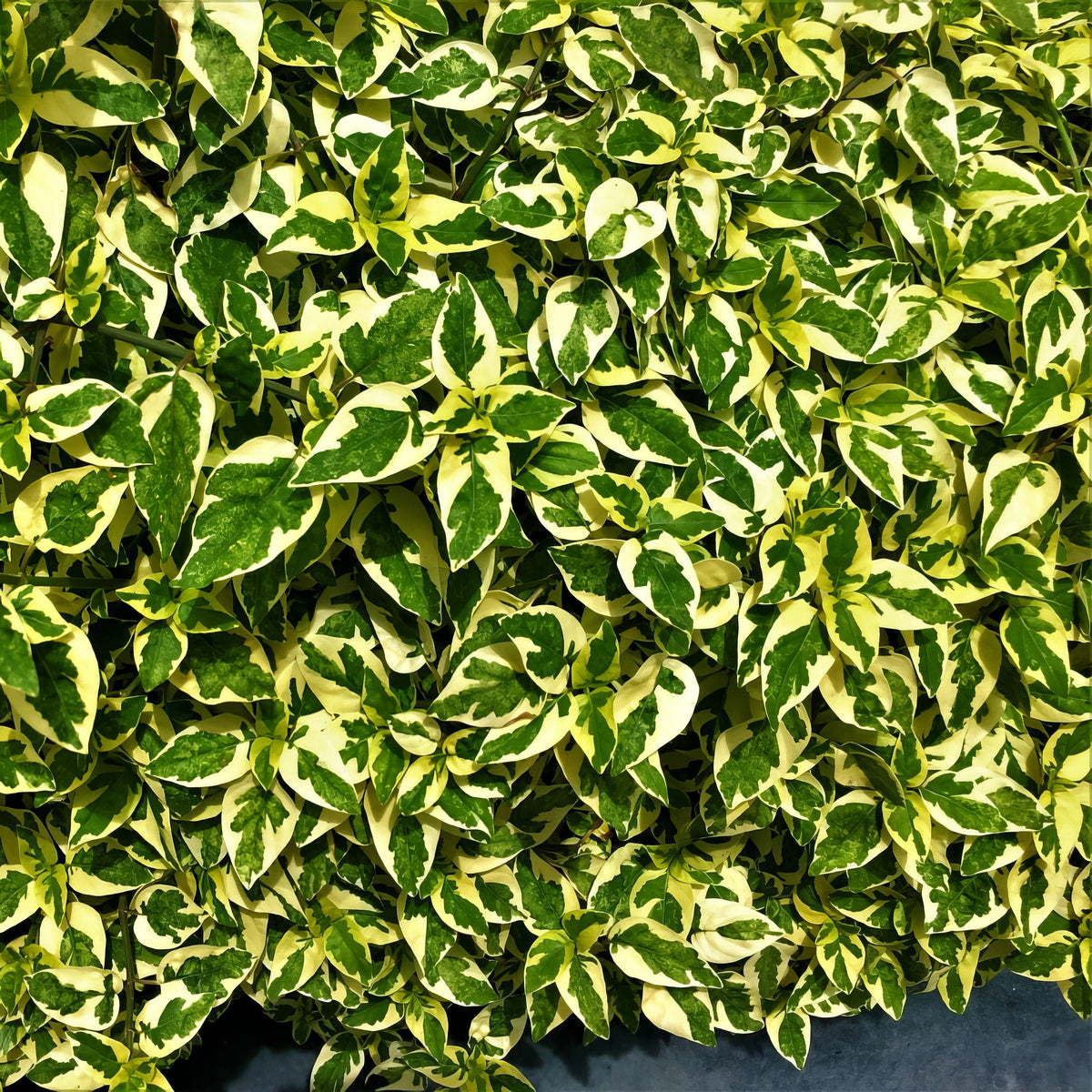 Abelia 'Hopley's' - 3 Gallon Pot