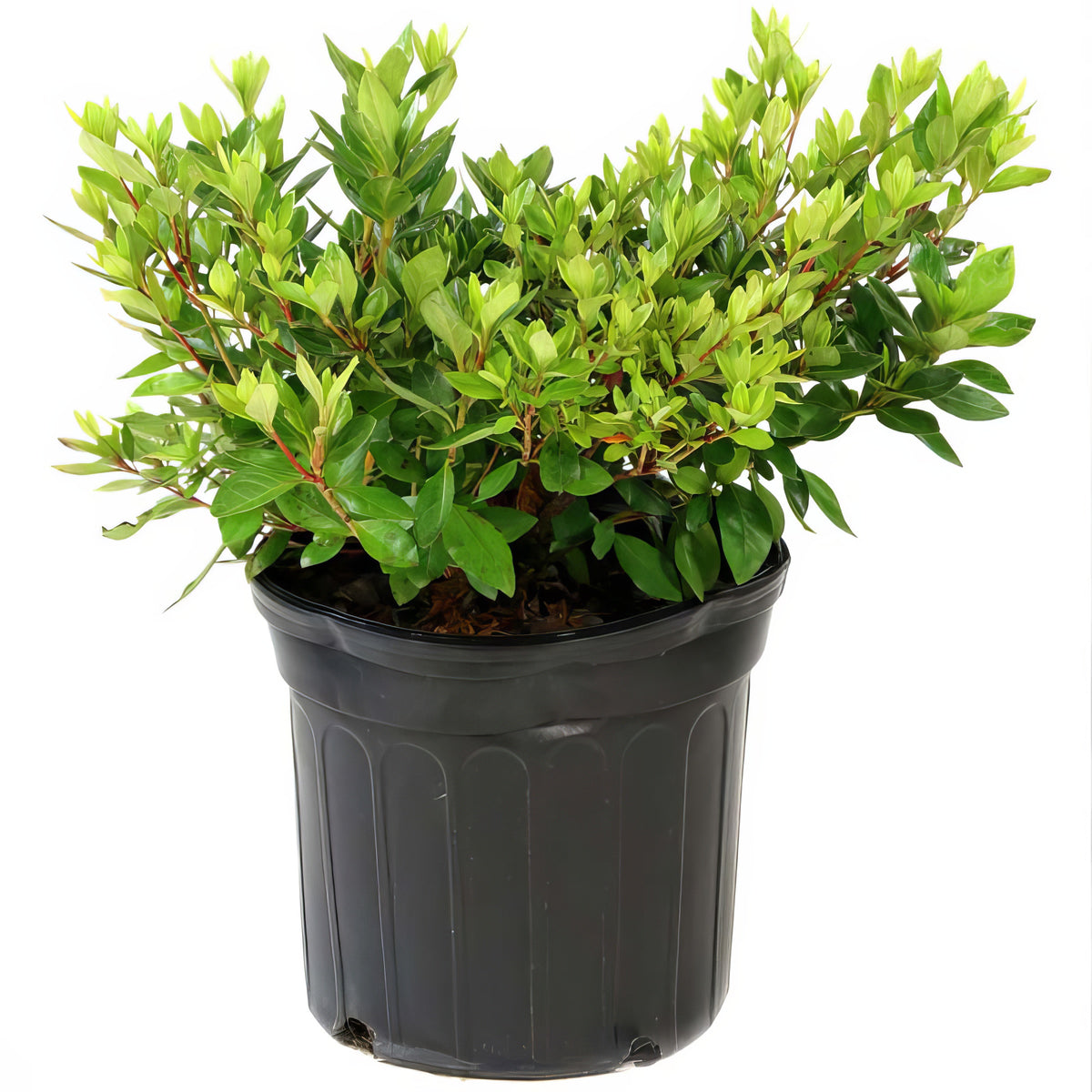FlorAmore Hot Pink Reblooming Azalea - 1 Gallon Pot