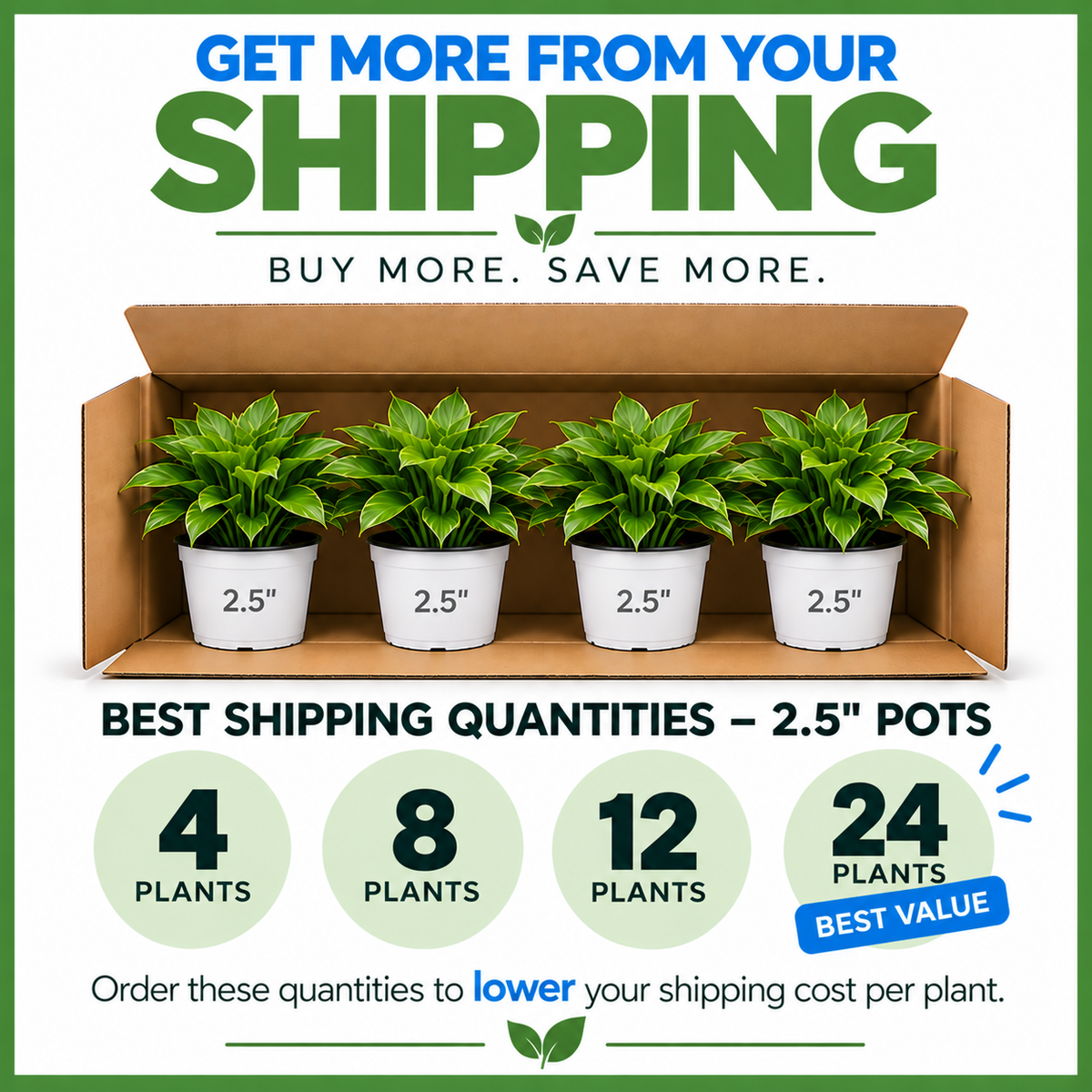 Punica Dwarf Pomegranate- 2.25" Pot