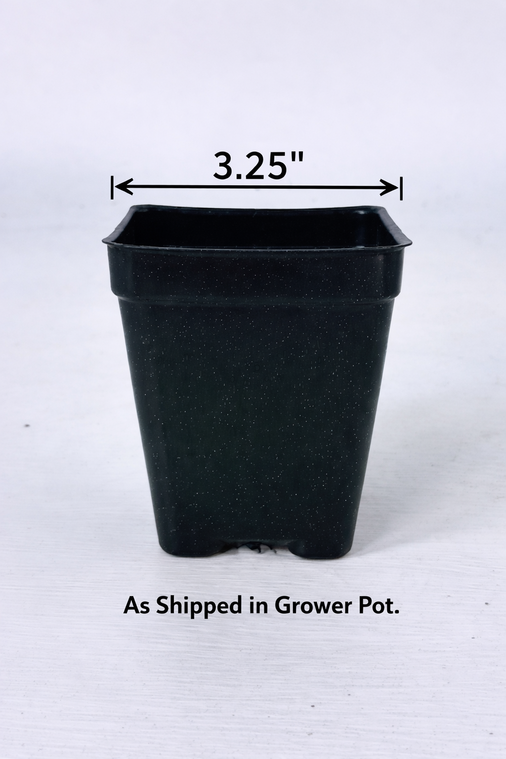 White Desert Rose - 3.25" Pot