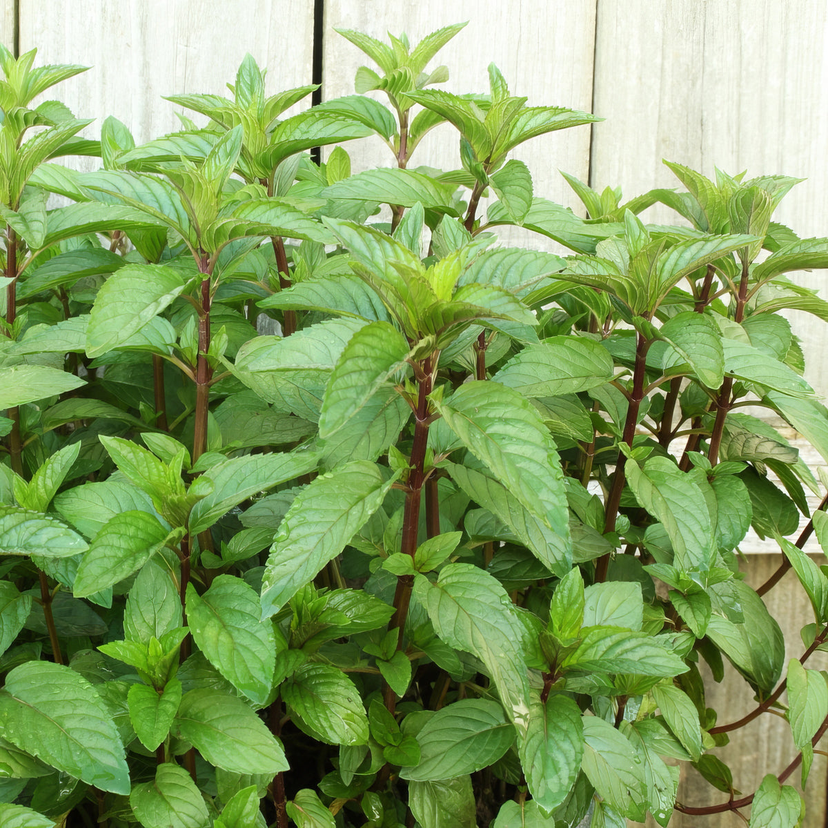 3 Piece Mint Medley - 4" Pot