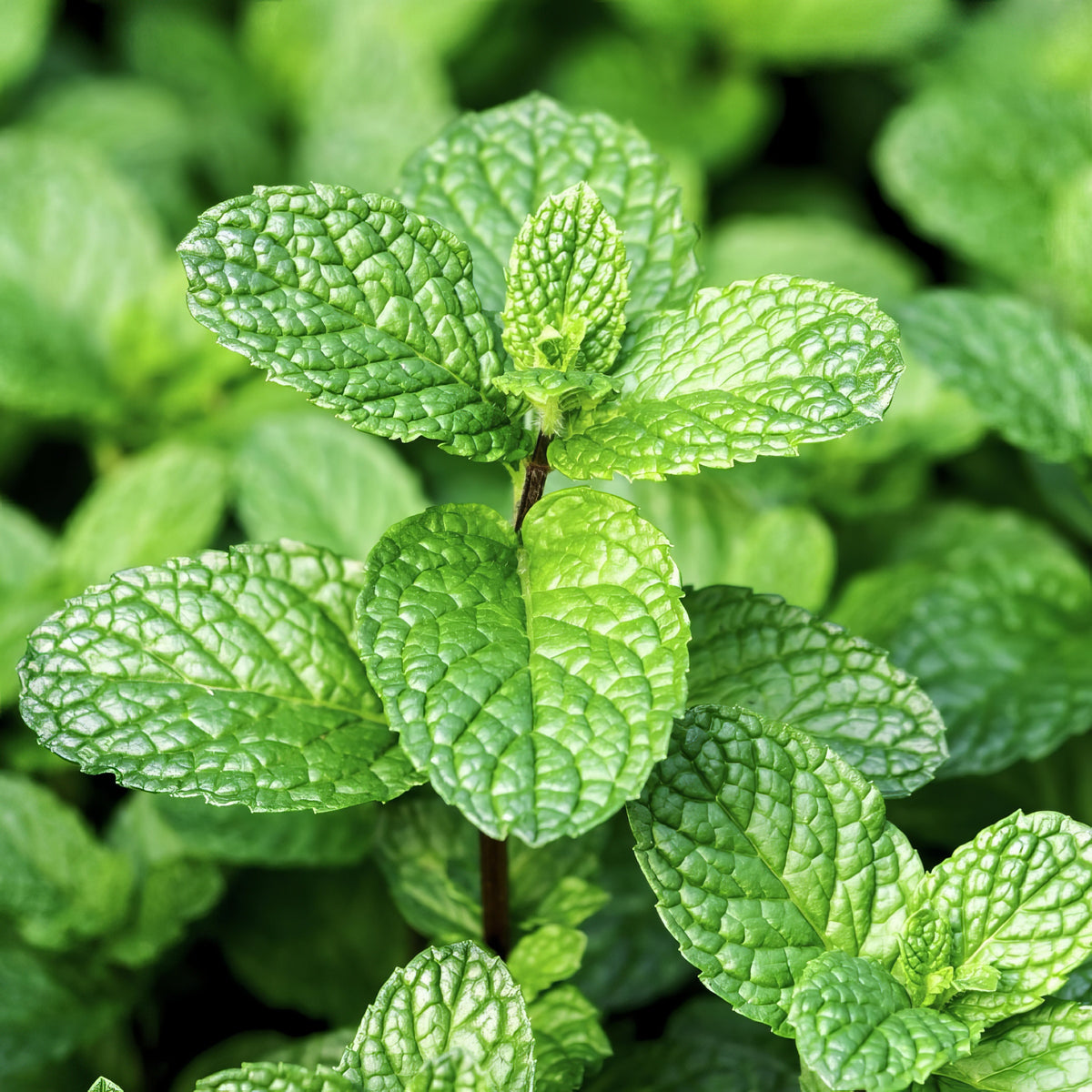 Mentha Peppermint - 4" Pot