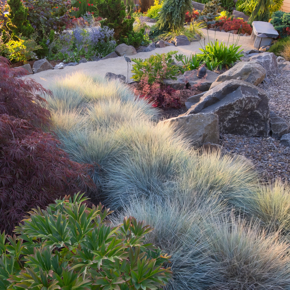 Elijah Blue' Fescue - 4" Pot