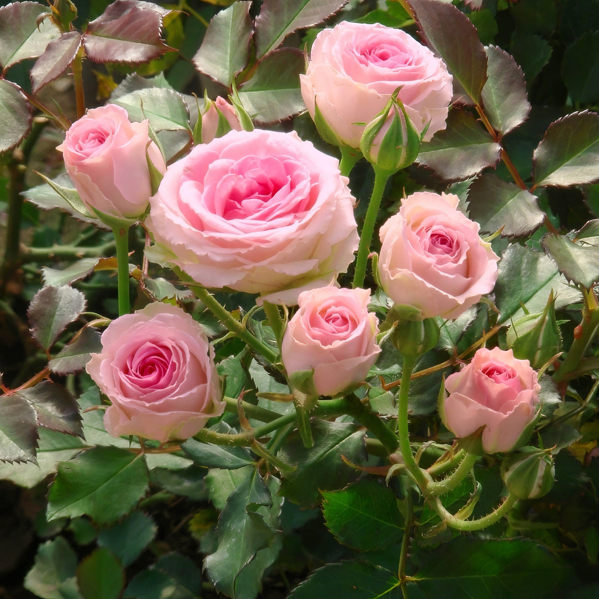 Mini Rose Cupcake  - 3 Gallon Pot