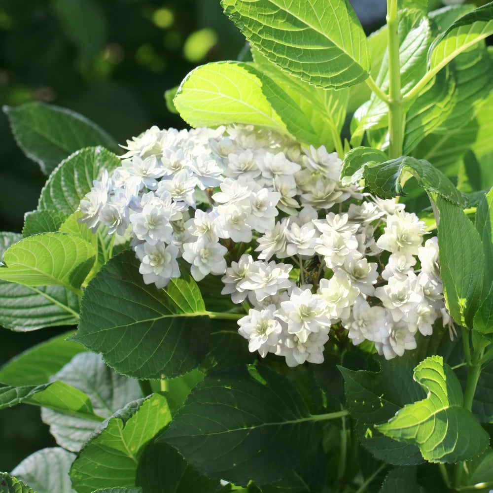 Wedding Gown™ Hydrangea - 4" Pot