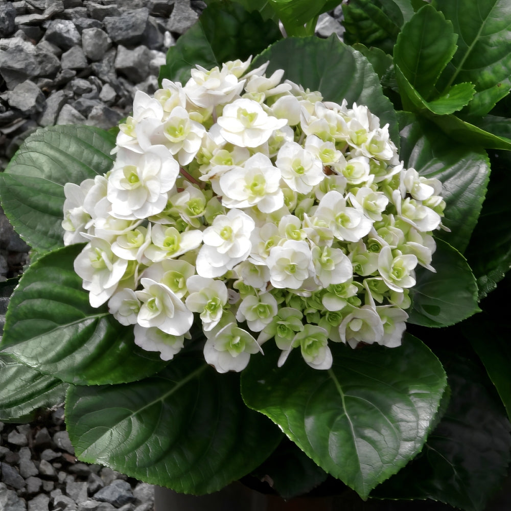 Wedding Gown™ Hydrangea - 4" Pot