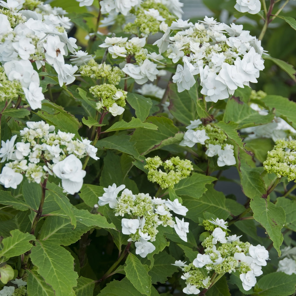 Wedding Gown™ Hydrangea - 4" Pot