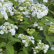 Wedding Gown™ Hydrangea - 4" Pot